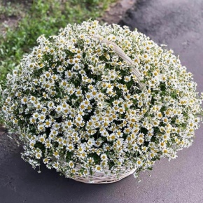 Композиция в корзине из 151 ромашки в Жуковском