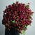 Монобукет из 75 кустовых роз Марун (70 см) в Жуковском Монобукет из 75 кустовых роз Марун (70 см) в Жуковском