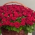 Композиция в корзине из 151 красной розы в Жуковском Композиция в корзине из 151 красной розы в Жуковском