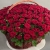 Композиция в корзине из 151 красной розы в Жуковском Композиция в корзине из 151 красной розы в Жуковском