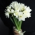 Букет из 25 нарциссов в Жуковском
